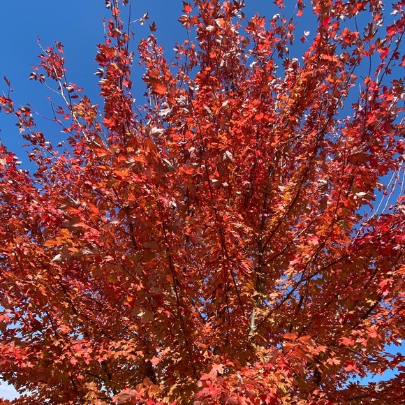 Thank you for visiting! - Picture 1 of 1